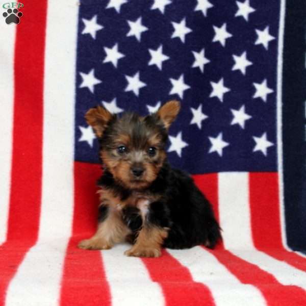 Dallas, Yorkie Puppy